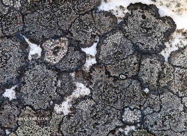 Buellia Lichens marins