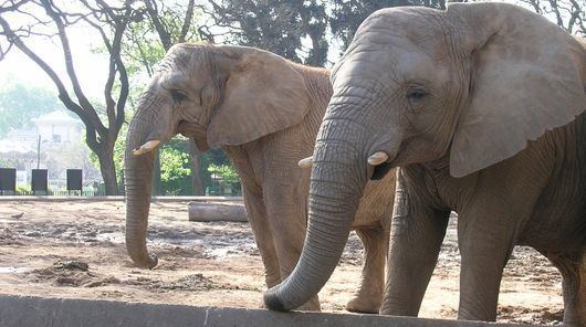 Buenos Aires Zoo Buenos Aires Zoo Buenos Aires Tours