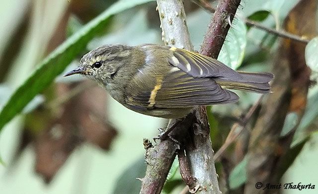 Buff-barred warbler Oriental Bird Club Image Database Buffbarred Warbler