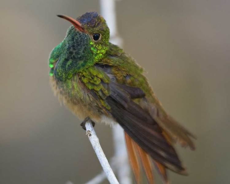 Buff-bellied hummingbird Buffbellied Hummingbird Audubon Field Guide