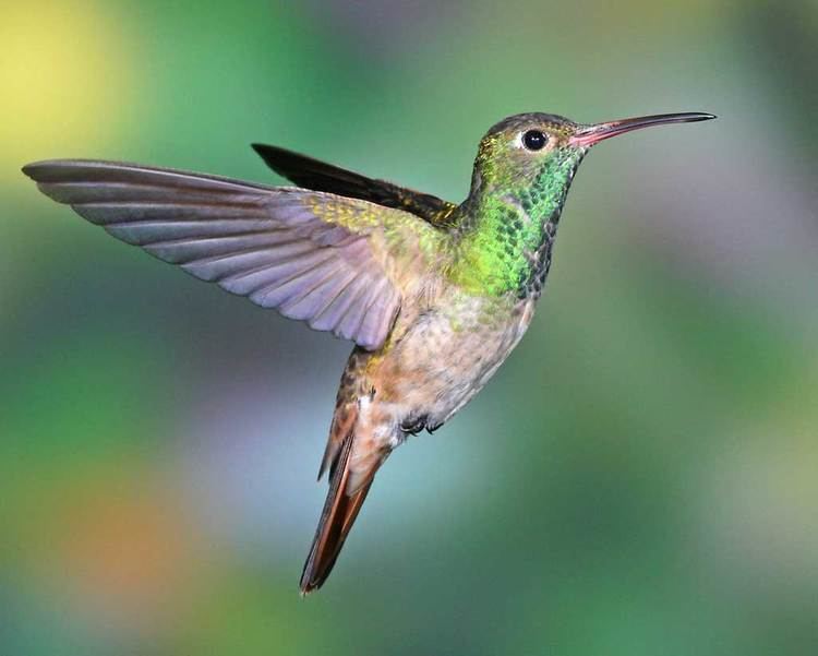 Buff-bellied hummingbird d2fbmjy3x0sduacloudfrontnetsitesdefaultfiles