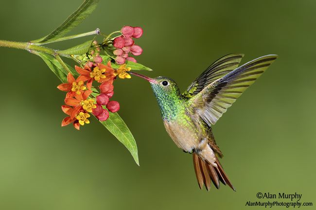Buff-bellied hummingbird wwwalanmurphyphotographycom