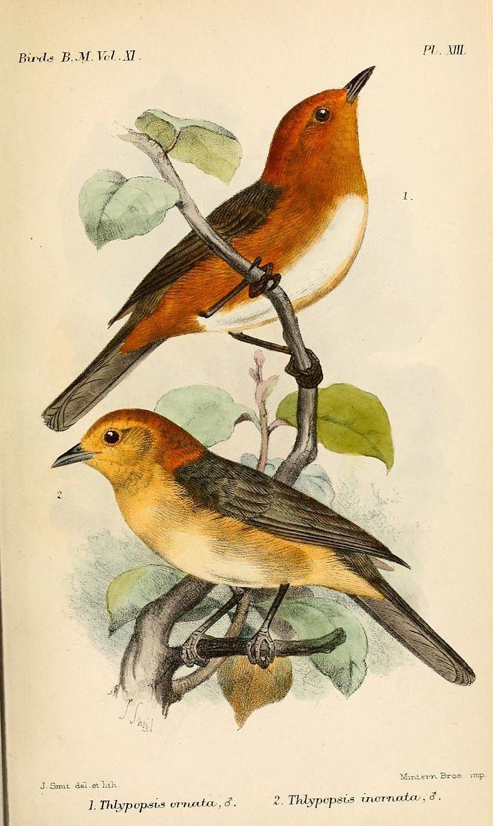 Buff-bellied tanager