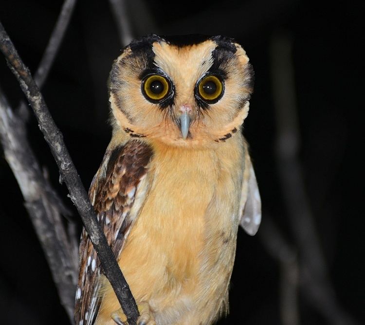Buff-fronted owl Bufffronted Owl Aegolius harrisii Information Pictures Sounds