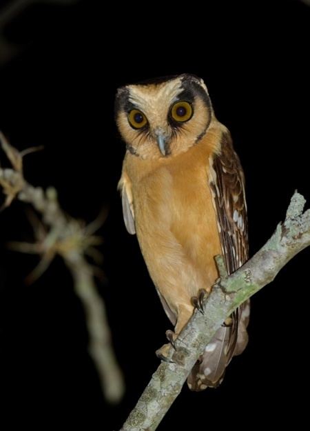 Buff-fronted owl Bufffronted Owl BirdForum Opus