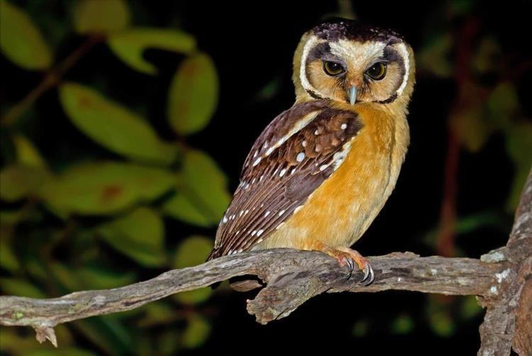 Buff-fronted owl Bufffronted Owl Aegolius harrisii videos photos and sound
