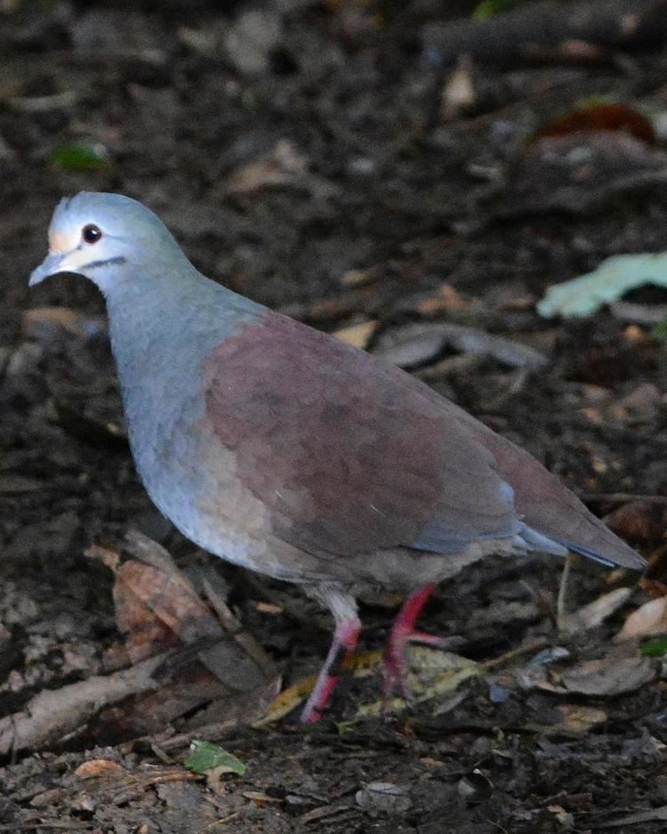 Buff-fronted quail-dove BirdsEye Photography Review Photos