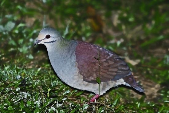Buff-fronted quail-dove Bufffronted QuailDove BirdForum Opus