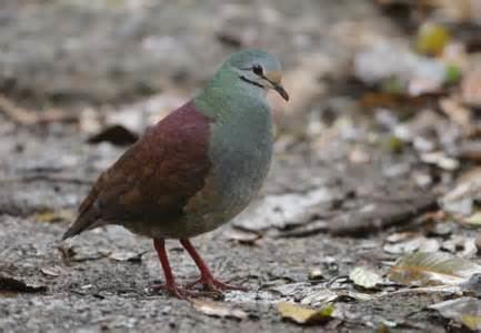 Buff-fronted quail-dove More on Geotrygon costaricensis Costa Rican Quail Dove