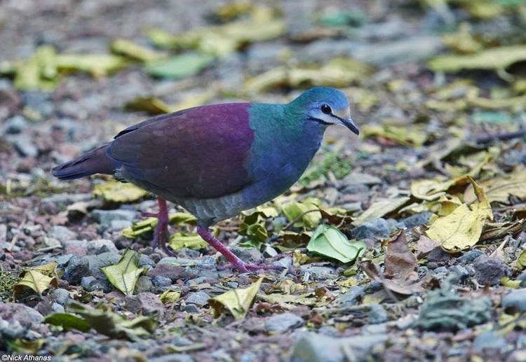 Buff-fronted quail-dove Bufffronted Quaildove Zentrygon costaricensis videos photos and