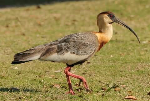 Buff-necked ibis wwwtaenoscomimgITISTheristicuscaudatusBuff