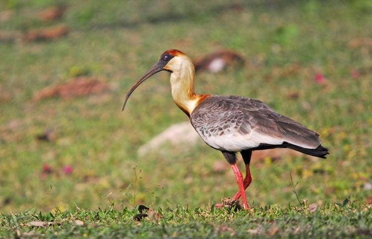 Buff-necked ibis Birds Part 2