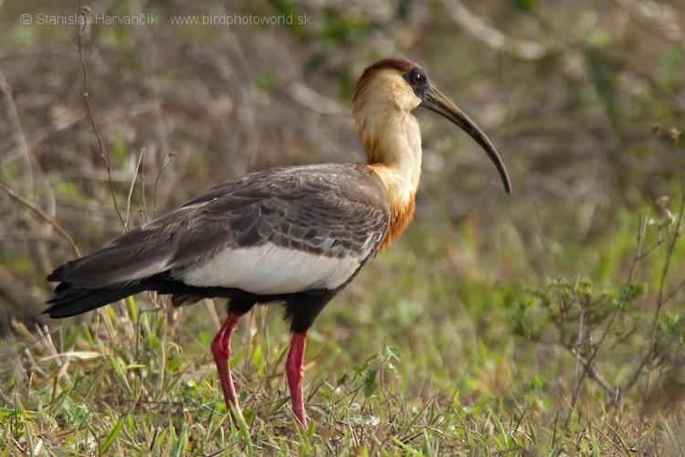 Buff-necked ibis Buffnecked Ibis Theristicus caudatus videos photos and sound
