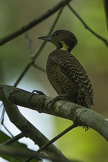 Buff-necked woodpecker httpsuploadwikimediaorgwikipediacommonsthu