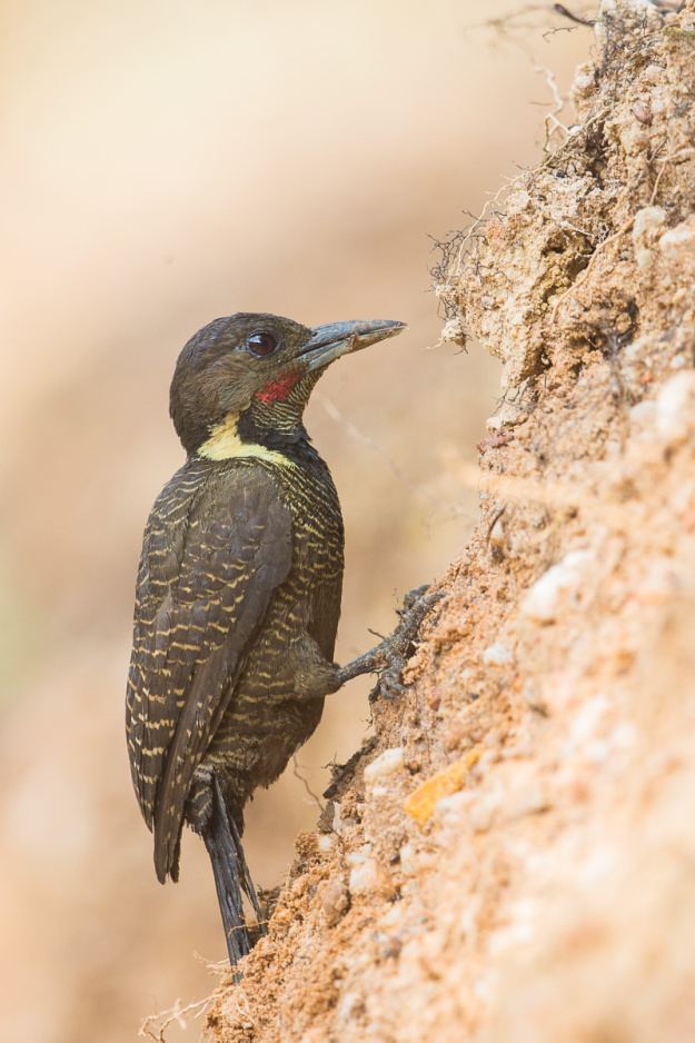 Buff-necked woodpecker Ground foraging behaviour of the Buffnecked Woodpecker Francis