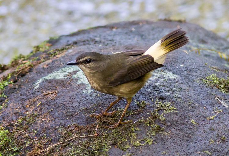 Buff-rumped warbler Buffrumped Warbler Birds of passage