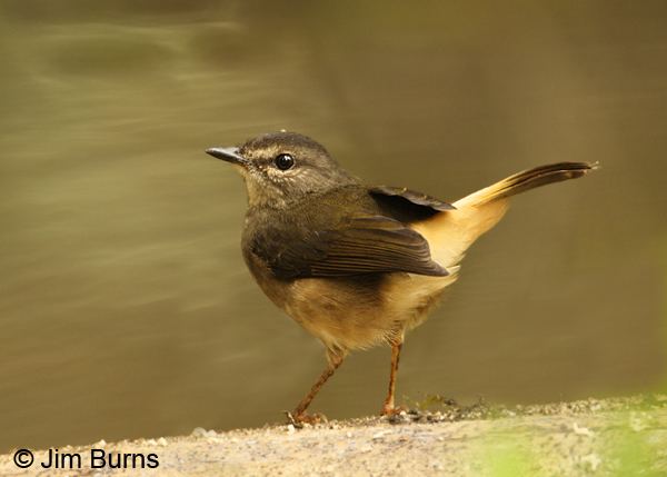 Buff-rumped warbler Costa Rica Buffrumped Warbler