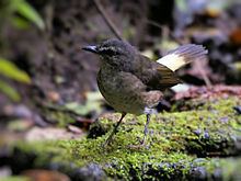 Buff-rumped warbler httpsuploadwikimediaorgwikipediacommonsthu