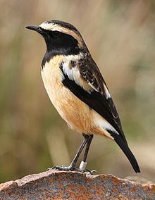 Buff-streaked chat httpsuploadwikimediaorgwikipediacommonsthu