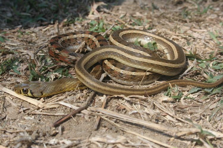 Buff striped keelback on the ground with dried grass