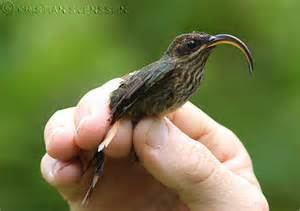 Buff-tailed sicklebill More on Eutoxeres condamini Bufftailed Sicklebill