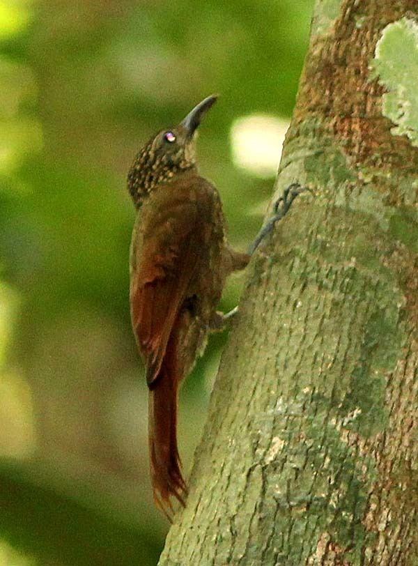Buff-throated woodcreeper Rich Hoyer summarizes his last days and the bird list total from two