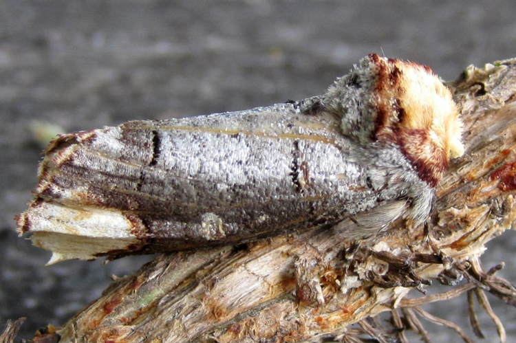 Buff-tip Bufftip Moth