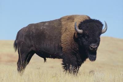 Buffalo meat Is Buffalo Meat Healthy LIVESTRONGCOM