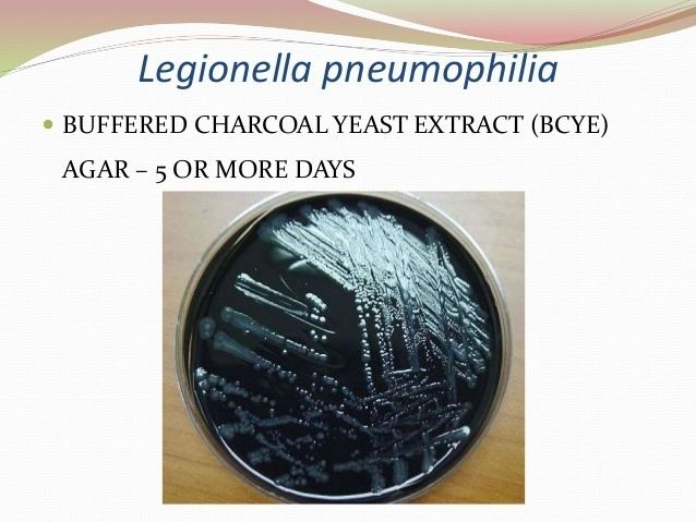 Buffered charcoal yeast extract agar MANAGEMENT OF PNEUMONIA