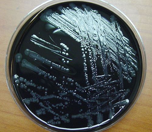 Buffered charcoal yeast extract agar Buffered Charcoal Yeast Extract Agar for isolation of Legionella