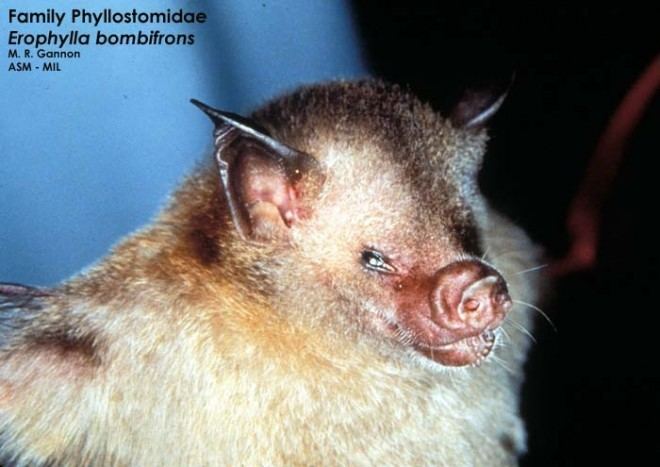 Buffy flower bat Species Sheet Mammals39Planet