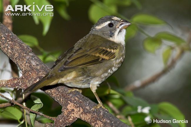 Buffy-fronted seedeater Buffyfronted seedeater videos photos and facts Sporophila
