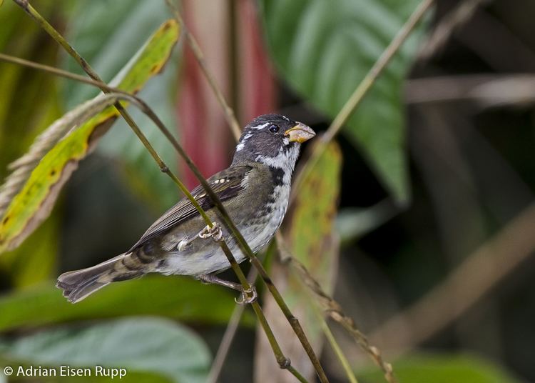 Buffy-fronted seedeater Atlantic Forest Paran Adrian Rupp Birding and photo tours