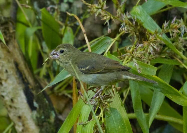 Buffy-fronted seedeater Buffyfronted Seedeater Sporophila frontalis videos photos and