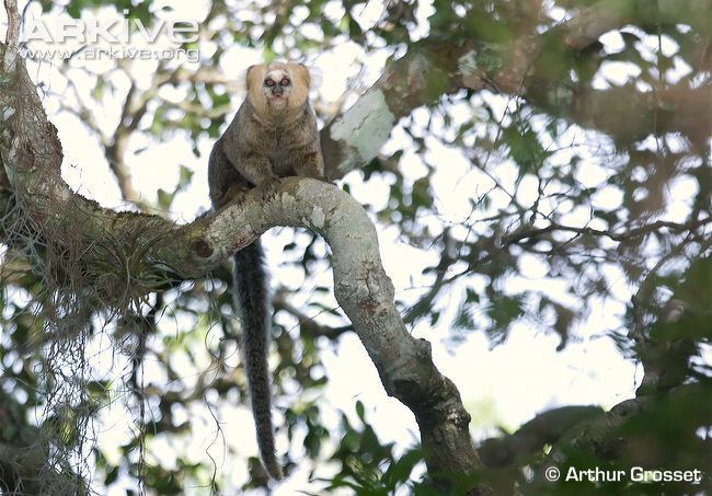 Buffy-headed marmoset Buffyheaded marmoset videos photos and facts Callithrix