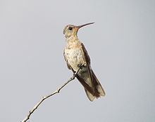 Buffy hummingbird httpsuploadwikimediaorgwikipediacommonsthu