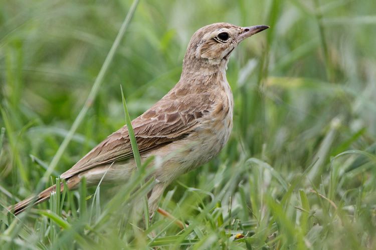 Buffy pipit Buffy Pipit Anthus vaalensis goodsoni Index Gallery Wild