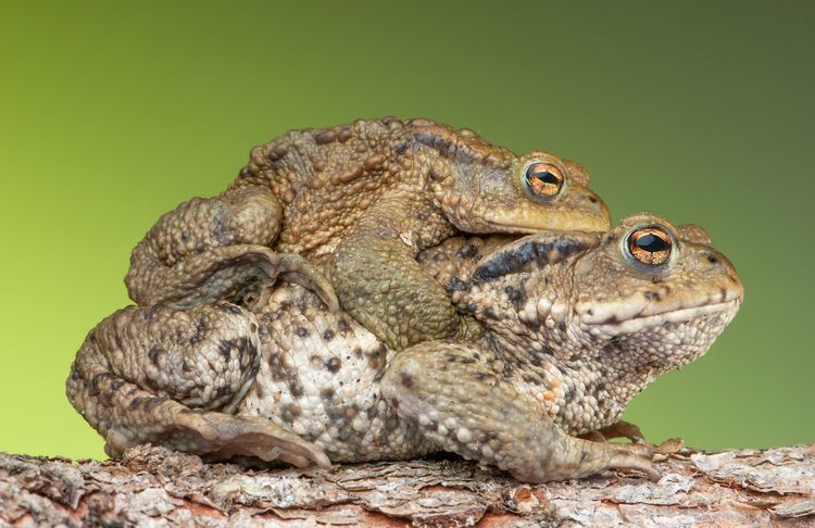 Bufo Common toad Wikipedia