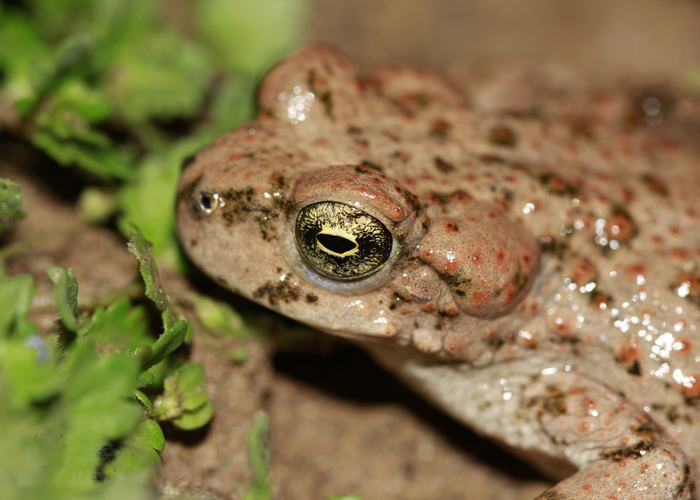 Bufo luristanicus - Alchetron, The Free Social Encyclopedia