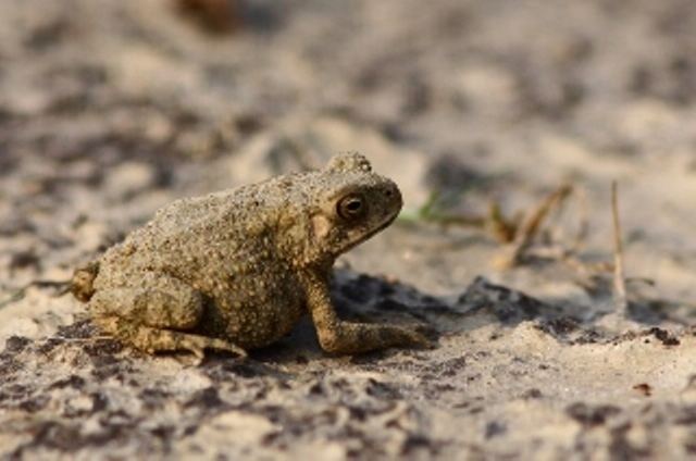 Bufo stomaticus Details Updating Species Red List of Bangladesh