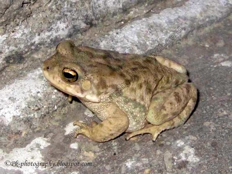 Bufo stomaticus Common Indus Valley ToadBufo stomaticus Nature Cultural and