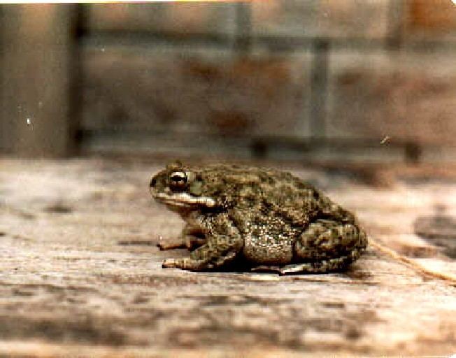 Bufo stomaticus CalPhotos Duttaphrynus stomaticus Indus Toad