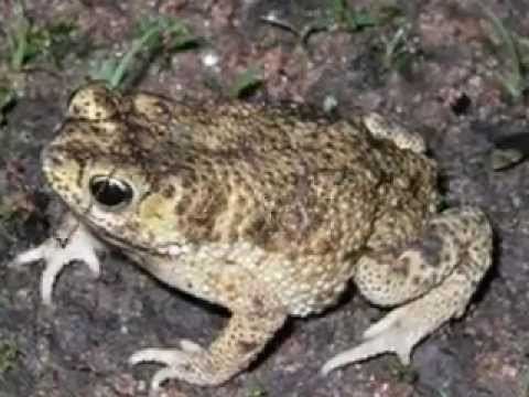 Bufo stomaticus Indus Valley toad Bufo stomaticusNational amphibian of Pakistan