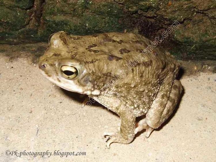 Bufo stomaticus Common Indus Valley ToadBufo stomaticus Nature Cultural and