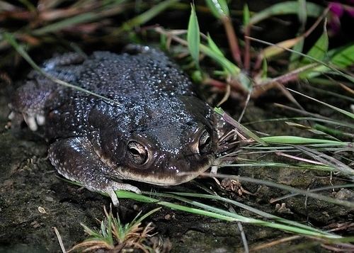Bufo stomaticus India Check List iNaturalistorg