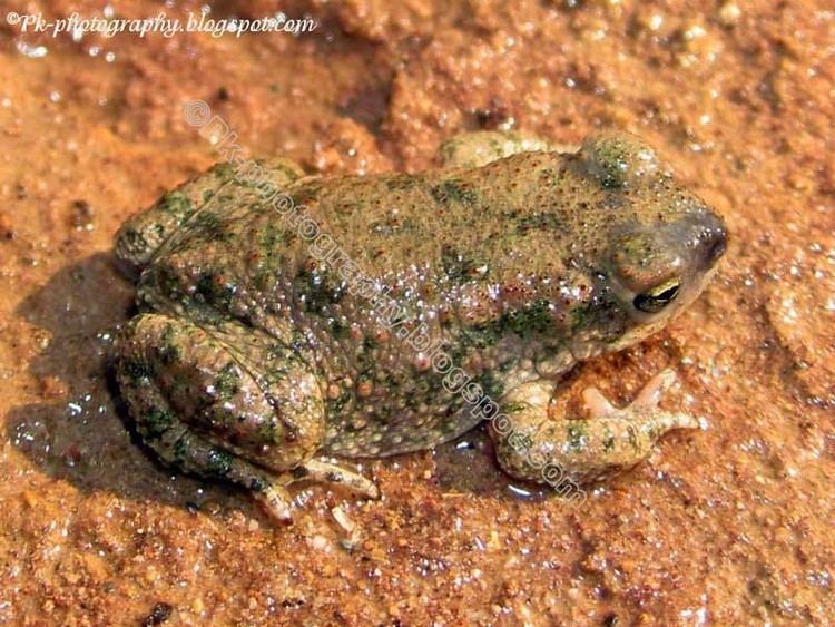 Bufo stomaticus Common Indus Valley ToadBufo stomaticus Nature Cultural and