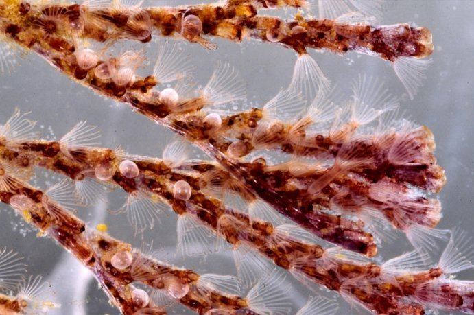 Bugula A Bryozoan39s Medical Endosymbiont Smithsonian Ocean Portal