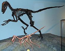 Buitreraptor Buitreraptor Wikipedia