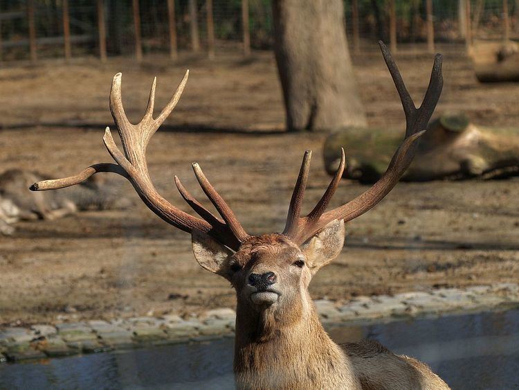 Bukhara Deer Memorandum of Understanding
