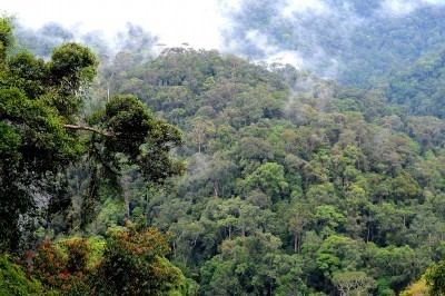 Bukit Baka Bukit Raya National Park - Alchetron, the free social ...